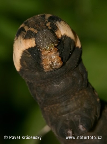 Esfinge morada pequeña