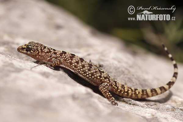 Europæisk halvfingergekko