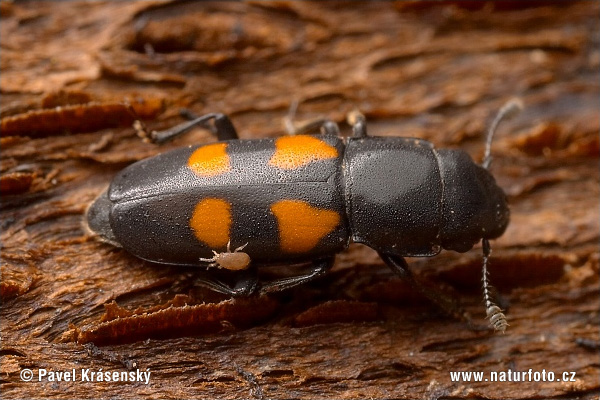 European Bark Beetle Predator (Glischrochilus quadripunctatus)