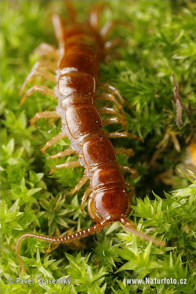 European centipede (Lithobius forficatus)