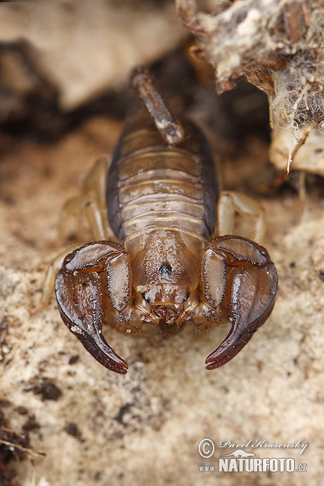 Euscorpius sp.