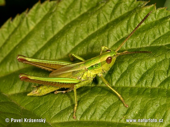 Euthystira brachyptera