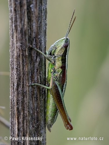 Euthystira brachyptera