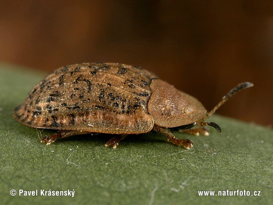 evlekte schildpadtor