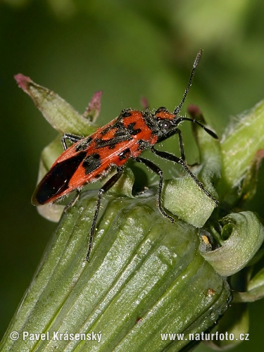 Fire Bug (Corizus hyoscyami)