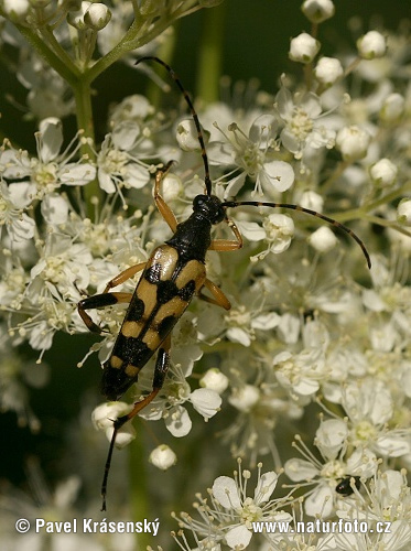 Fläckig blombock