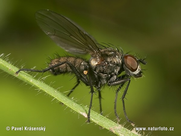 Fly (Zaphne sp.)