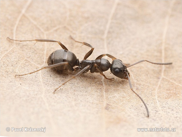 Formica fusca