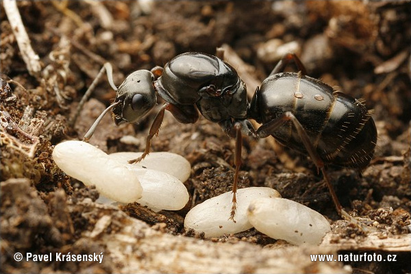 Formica fusca