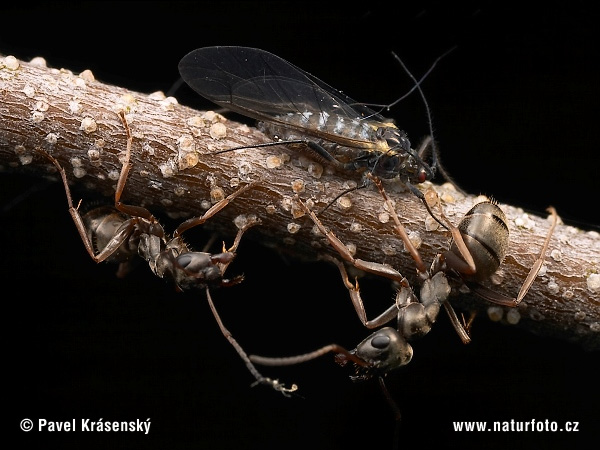 Formica fusca