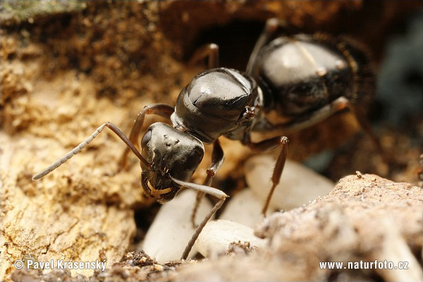 Formica nera europea