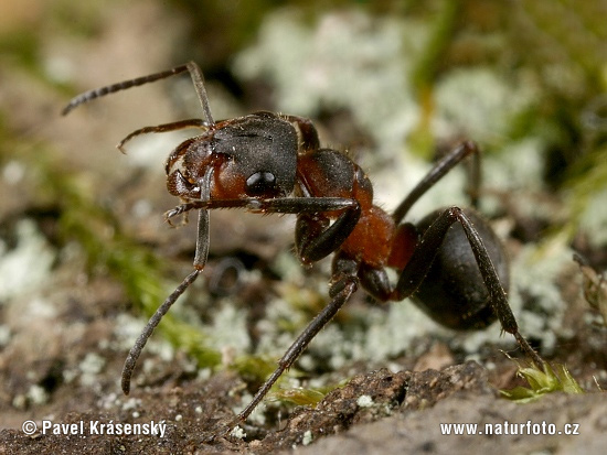 Formica pratensis