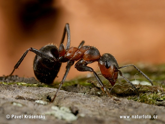 Formica pratensis