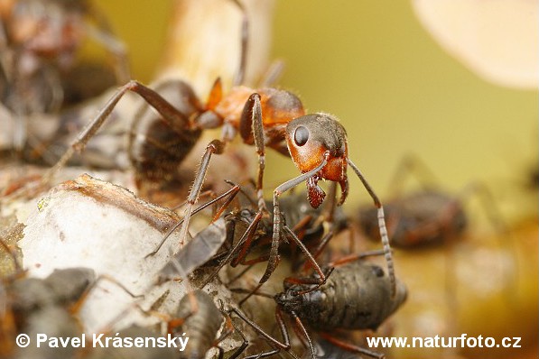 Formica pratensis