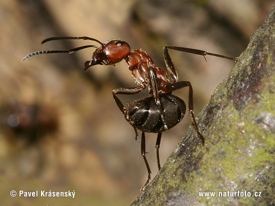 Formica rossa