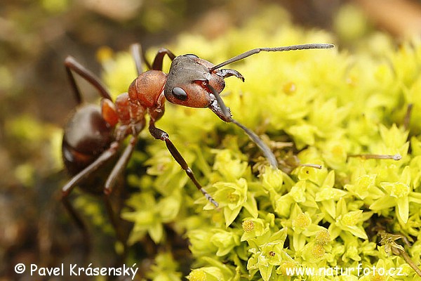 Formica rossa