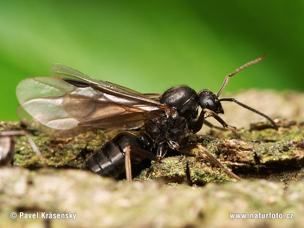 Formica rufa