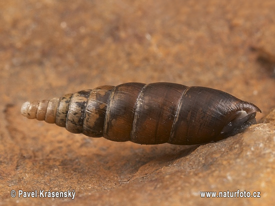 Gladde clausilia