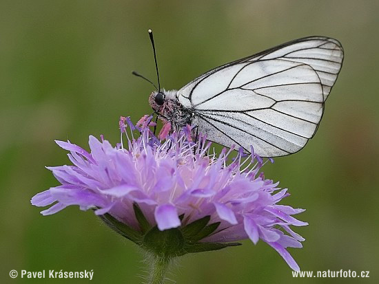 Glogova belinka