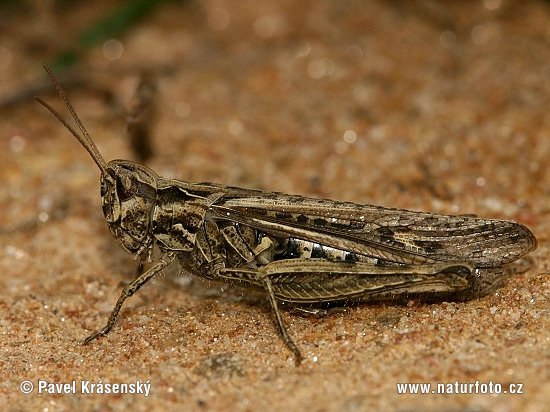 Glyptobothrus biguttulus