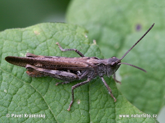 Glyptobothrus biguttulus