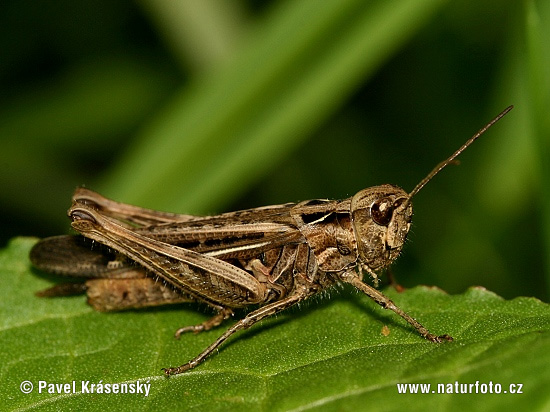 Glyptobothrus biguttulus