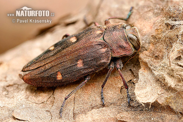 Gold pit oak splendour beetle (Chrysobothris affinis)