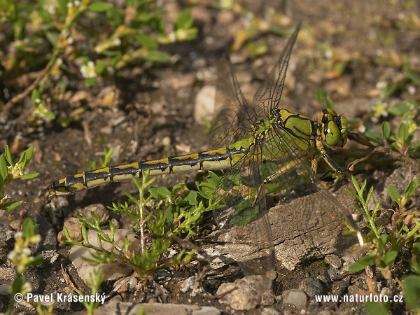 Gomphus serpentin