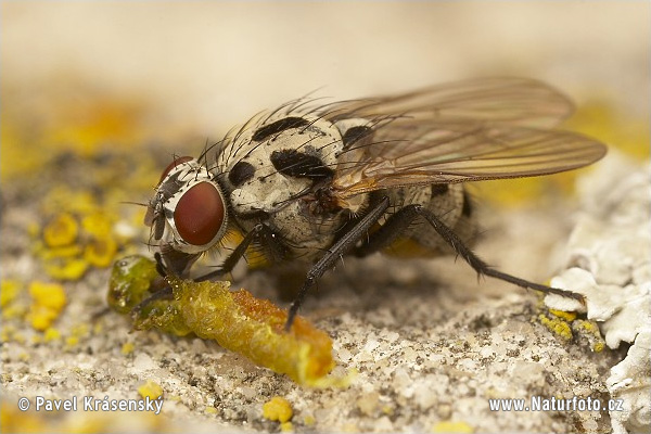 Graphomya maculata