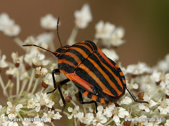 Graphosoma italicum