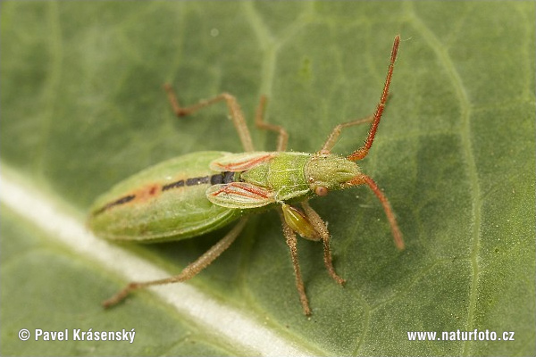 Grass Bug (Myrmus miriformis)