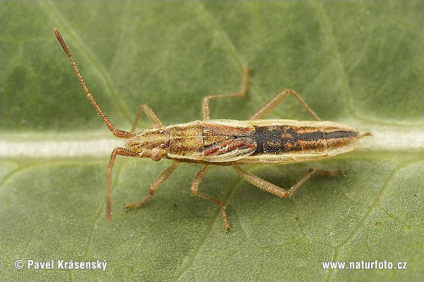Grass Bug (Myrmus miriformis)