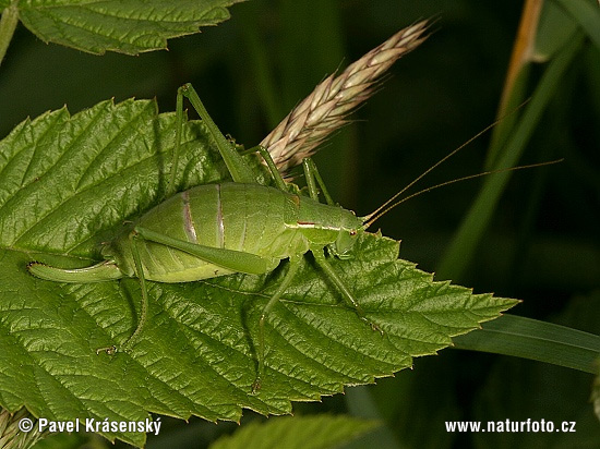 Grasshopper (Isophya kraussi)