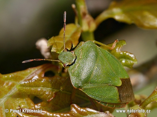Green shield Bug (Palomena prasina)