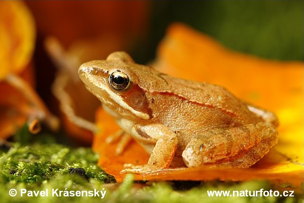 Grenouille rousse