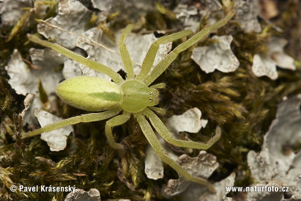 Groene jachtspin