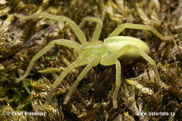 Groene jachtspin