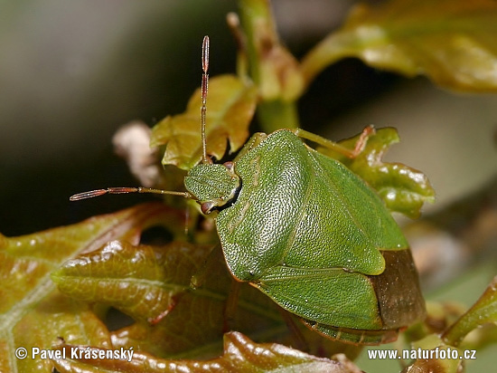 Groene stinkwants