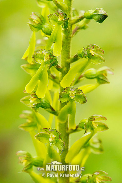 Grote keverorchis