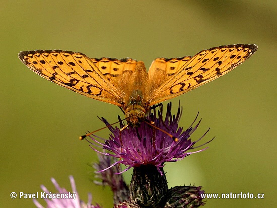 Grote parelmoervlinder