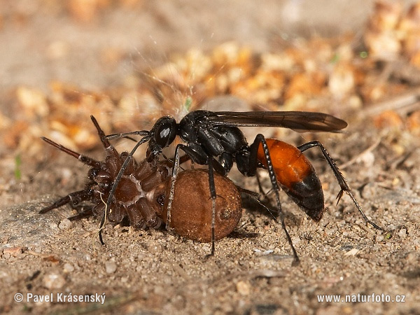 Grote zaagpootspinnendoder