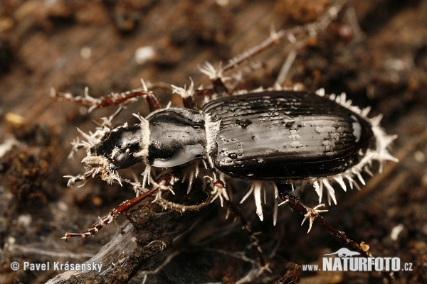 Ground Beetle (Platynus assimilis)