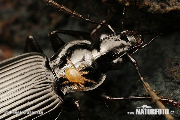 Ground Beetle (Platynus assimilis)