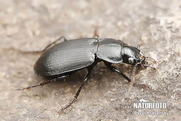 Ground Beetle (Licinus depressus)