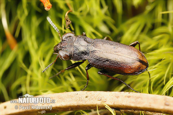 Ground Beetle (Notiophilus biguttatus)