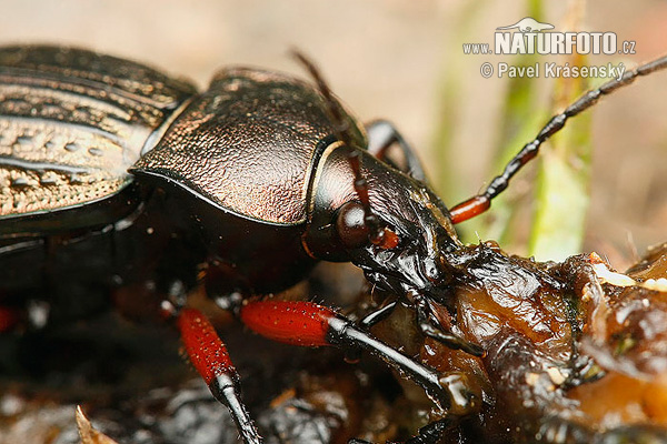 Ground beetle (Carabus cancellatus)