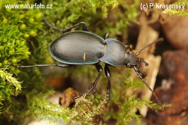 Ground beetle (Carabus convexus)