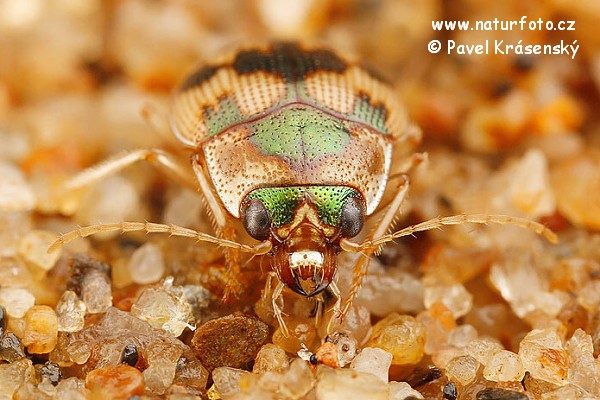 Ground Beetle (Omophron limbatum)