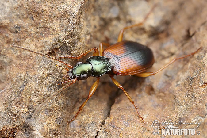 Ground beetle (Anchomenus dorsalis)