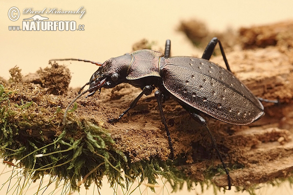 Ground Beetle (Carabus irregularis)